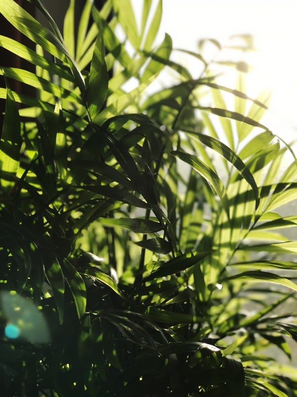 This gorgeous parlor palm sits in the corner of my desk and captures light in the most beautiful way. (Taken by & edited on an iPhone 7+)