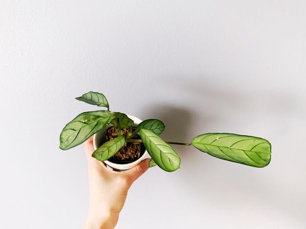 Started from a cutting that my friend shipped to me from Portland. It's a prayer plant (name unknown) and its backside is a lovely deep purple.