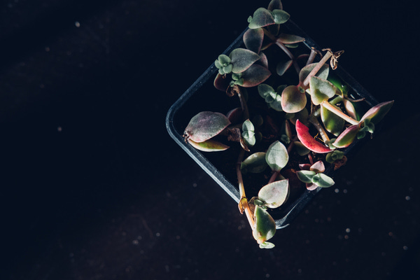 I picked up this baby succulent at the farmers' market for $1. The little rosette is about 0.5 cm wide. I'm still not sure what it is, but I know that it's at least a succulent!