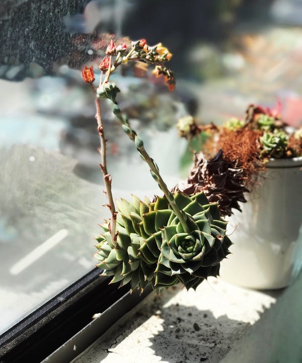 I have ugly plants, too. This one I grew from one bud, stuck in dirt. As you can see by its deadening leafed neck, it has somehow reached, but not topped over. I've tucked it away behind my monitor so I don't have to look at it as much. 