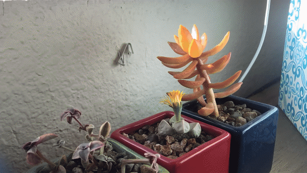 The plant from the last issue bloomed! It has been opening like this every day for the last week and half.