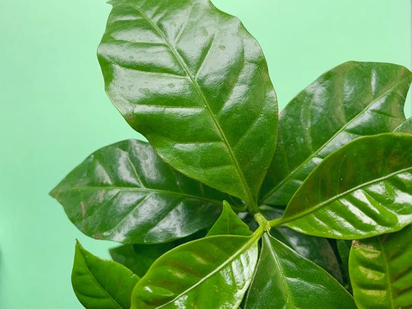 I lucked out and found this baby coffee plant at the farmers market!