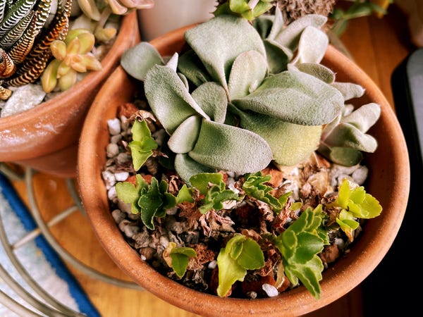 My Gasteria glomerata (the strange-looking one) has so many little plant babies!