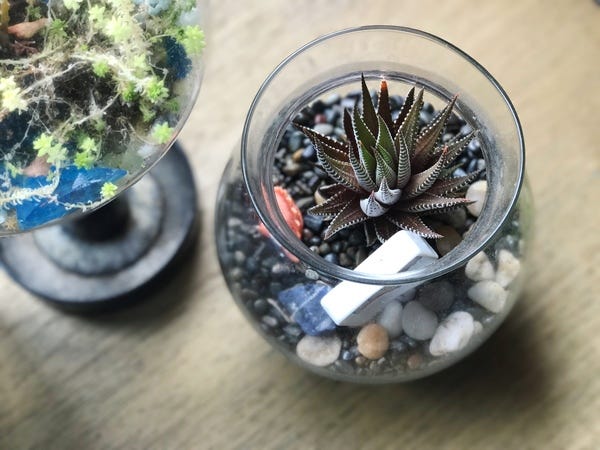 One of my very first plants that I got when I moved to SF 3 years ago. The succulent is still alive and thriving!