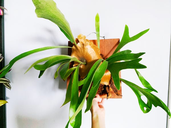 My staghorn fern has tripled in size since I got it three years ago!