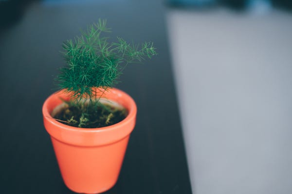 A plant store opened up by me & I bought this tiny fern (base to top is about the length of my forefinger). I don't know what type it is, but it looks like a tiny tree. The leaves are also so fine that my lens has a difficult time focusing on it.