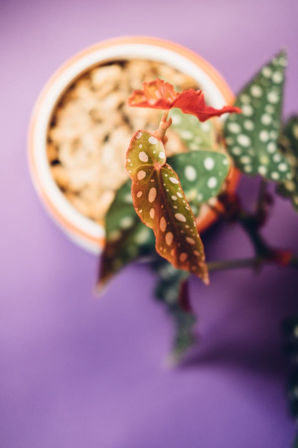 Taken as part of my weekly photo challenge - my angel wing begonia.