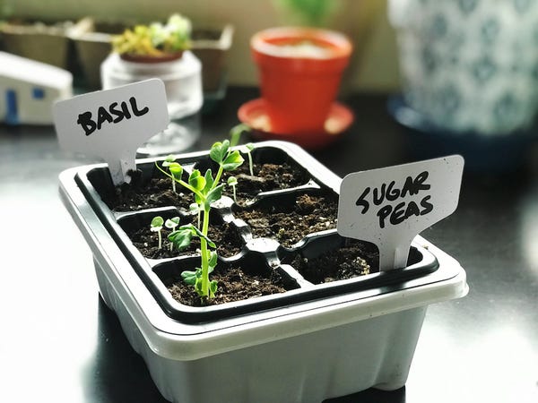 I'm attempting to grow more things from seeds. That centered one is a sugar snap pea that may potentially grow to 4 feet. Who knows!