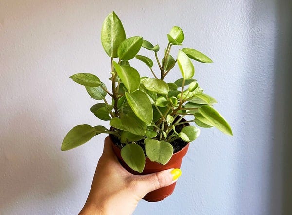 My little pep pixie is happily growing with some variegated leaves.
