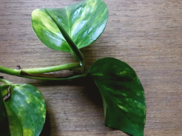 I took some Pothos cuttings and this two leaves are brand new! The variegation on these are a little stronger because they've been sitting in brighter light.