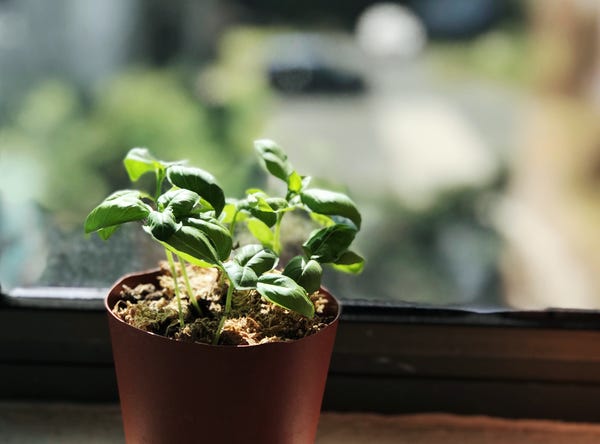 Eventually, my basil will grow bigger and be tasty.