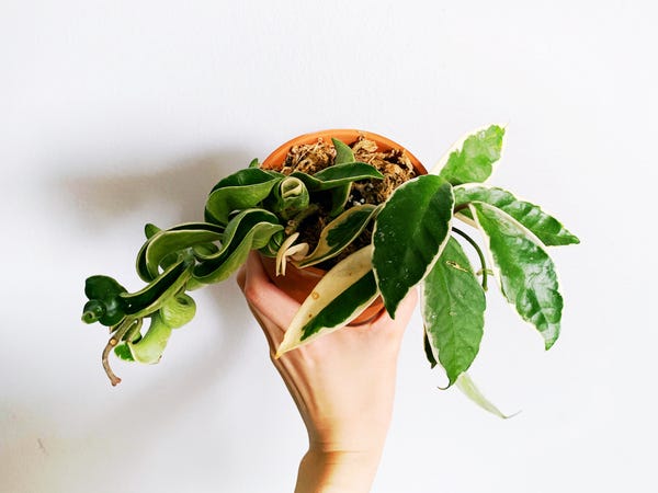 Two variegated hoyas in a pot!