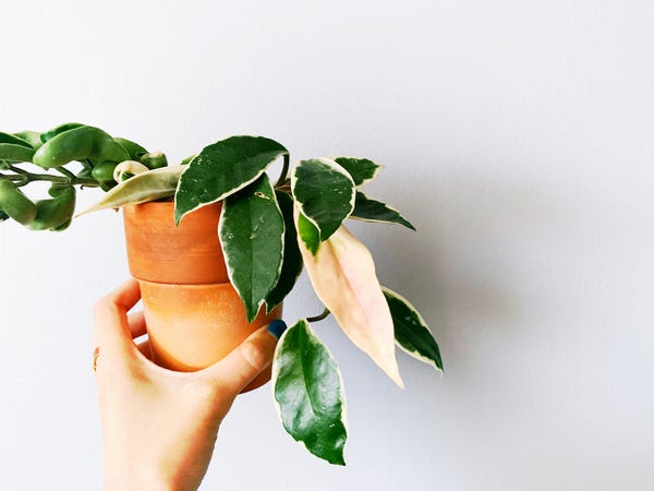 A beautiful, new, carnation pink-white leaf grew out of my Hoya krimson princess this past week. 😍