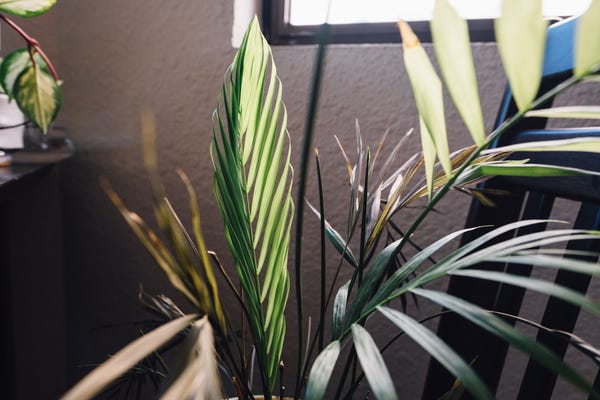 My parlor palm, once very happy, has thrown fit after fit, but it looks like it's finally coming back up!