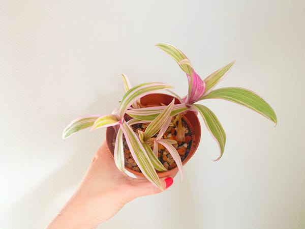 I recently chopped up my oyster plant because it was getting leggy. The new propagations have taken root and are quite happy!