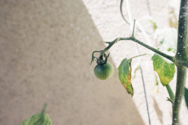 Despite quite a few forces working against it, my tomato plant is producing TWO cherry tomatoes HURRAY. All I'm doing right now is making sure these two are getting all the nutrients and no bugs.