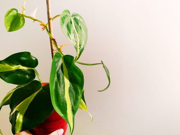 My philodendron Brasil slowly climbing up the stake.