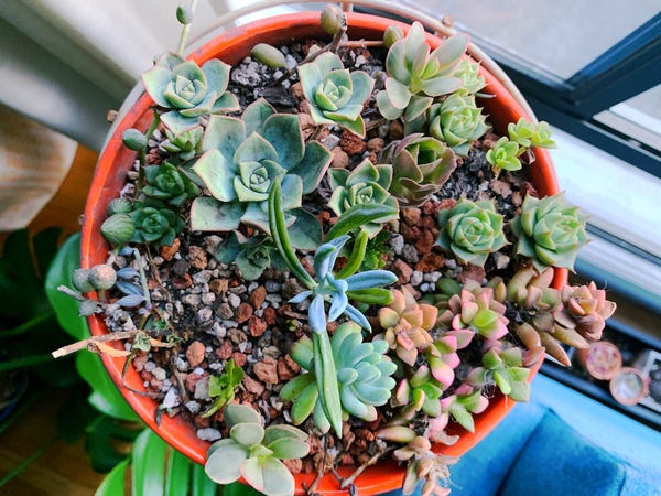 My mixed succulent planter is loving its new home. You can't tell from this above photo, but there's a very pleasing height difference between them all. I think it turned out well!