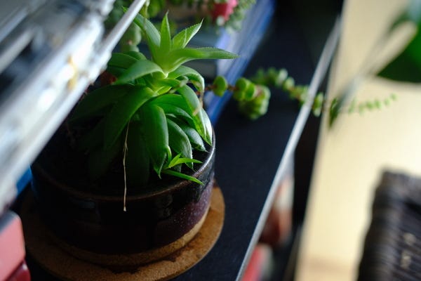 I don't actually know what type of succulent this is, but it's been steadily flowering and having pups for the last few years!