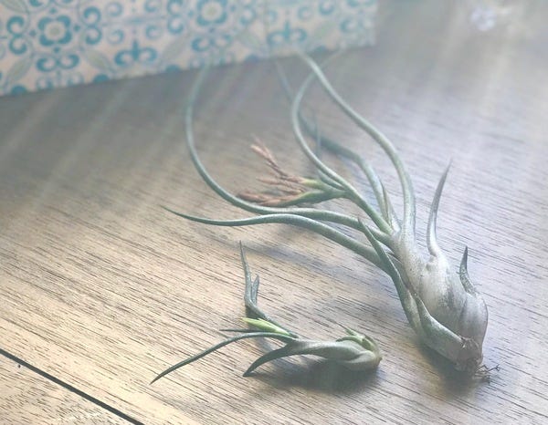 Three generations in one photo! I spotted a new pup growing at the base of one of my air plants. Its grandparent is the one right next to it. :)
