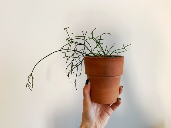 Look at this beautiful mistletoe cactus! It's thriving right now & I love how artistic it looks.