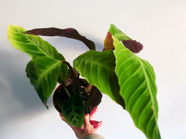 The newest member of my plant family is the Calathea warscewiczii- velvet leaves and a beautiful dark purple underside.