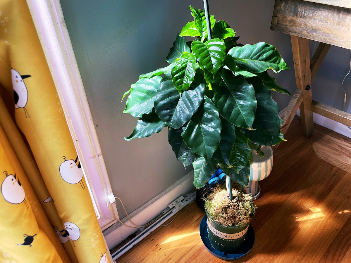 looking down from an angle at a small coffee plant, happy and healthy