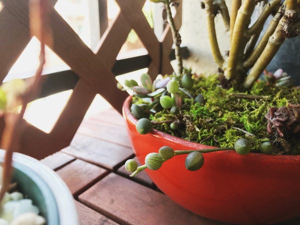 Some of my favorite succulents have been ones that I picked up off the ground. This vine-like, bulbous one is from a piece I found on the sidewalk and stuck into some cactus soil. I left it alone and it has thrived. Still don't know the name, though!