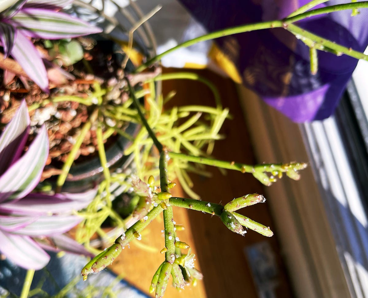 closeup of a mistletoe cactus with a small white flower at the end of one stalk.