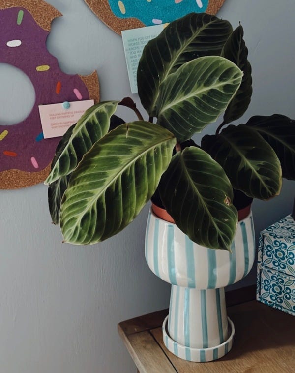 Got a new Calathea warscewiczii to replace one that has root rot. I replanted the old one to see if it could be rescued and it seems to be perking backup. Fingers crossed!