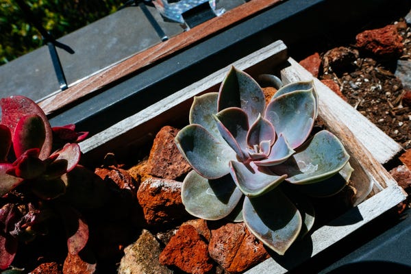 I moved a succulent out of the balcony planter to an indoor spot and purchased a new one to replace it! It has nice lavender tinges in its leaves.