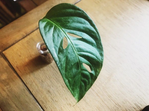 My Monstera adansonii from the plant exchange earlier this month is still looking the same. I've stuffed the stem into some sphagnum moss, hoping it will root better that way. 