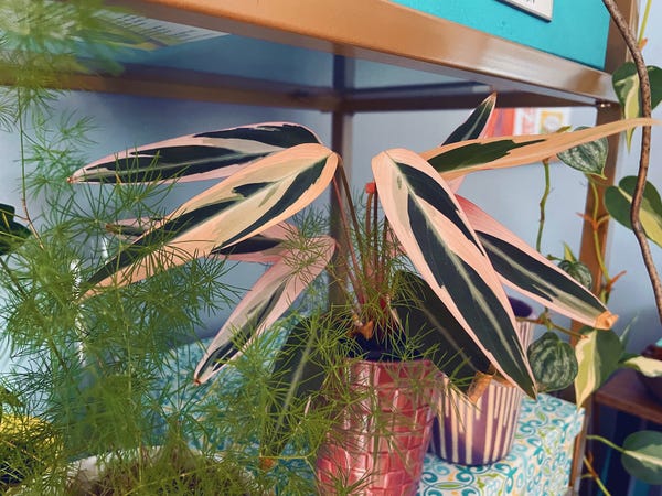 This was my first stromanthe triostar purchase (now a few years old). As long as it's happy, I'm happy and I also refuse to move it for fear of it throwing a fit.