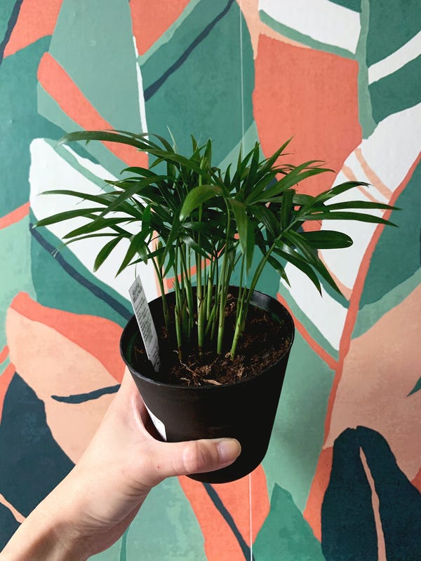 Neanthe Bella Palm, or parlor palm, is the newest addition. I have a larger one already but I wanted to start small again.