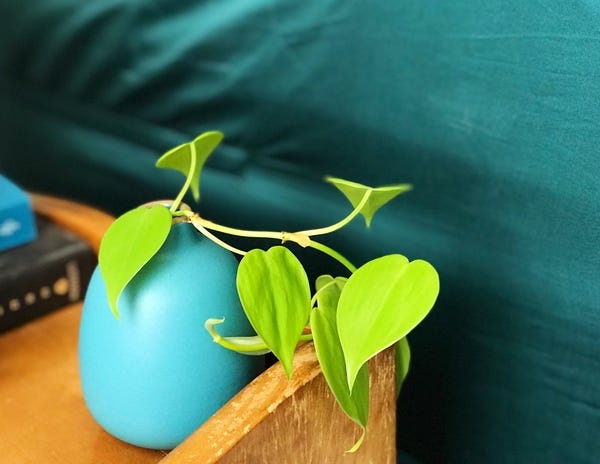 I've started to get into cuttings / propagation, so here's a heartleaf philodendron that I've put into a Heath Ceramic vase.