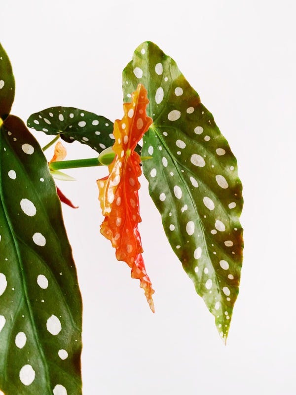 My begonia maculata keeps putting out new leaves, like this orange one!