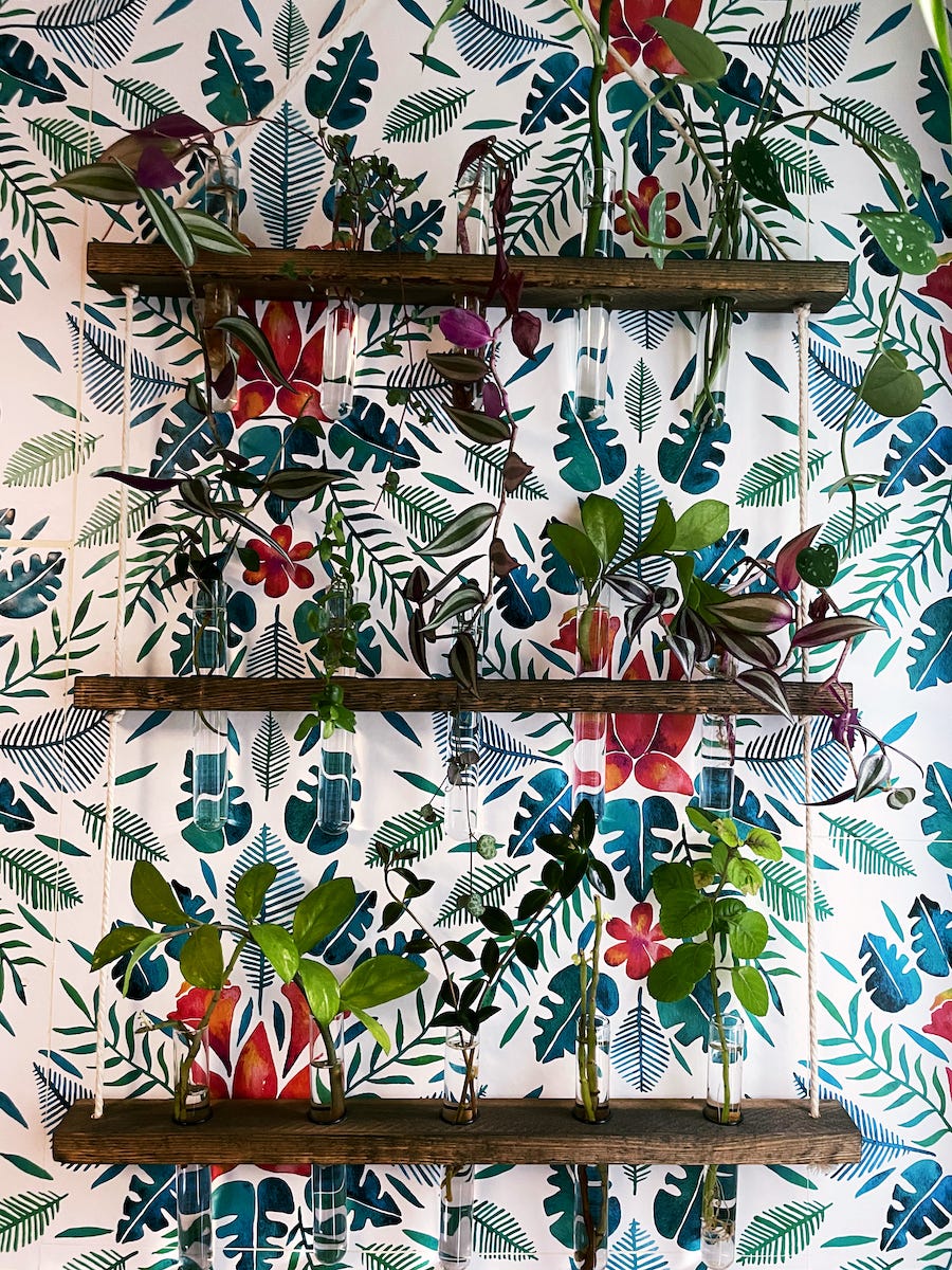 three-tiered propogation stand with plant cuttings in test tubes.