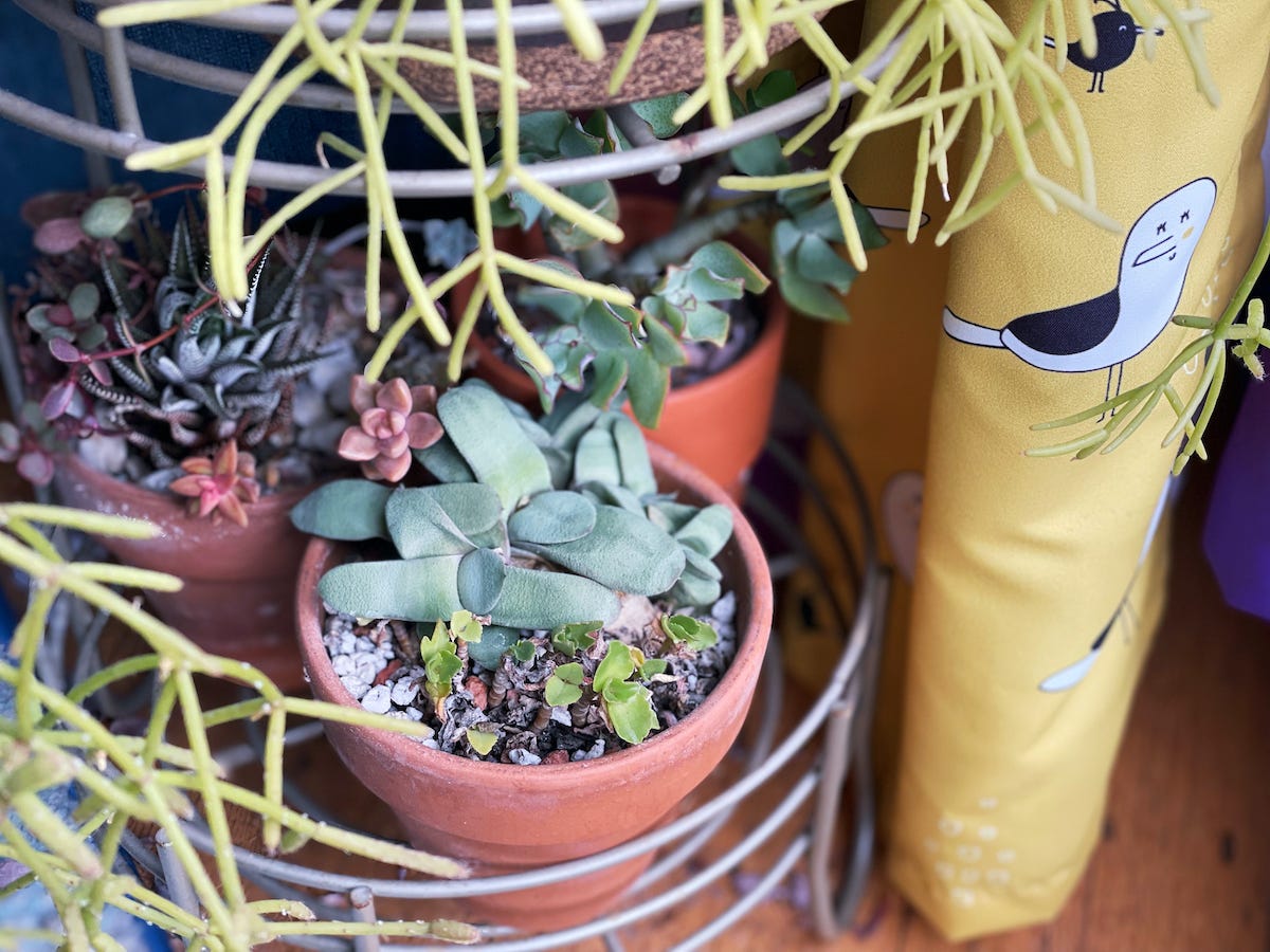 centered is a terra cotta pot with a Gasteria glomerata and Kalanchoe in the bottom third.