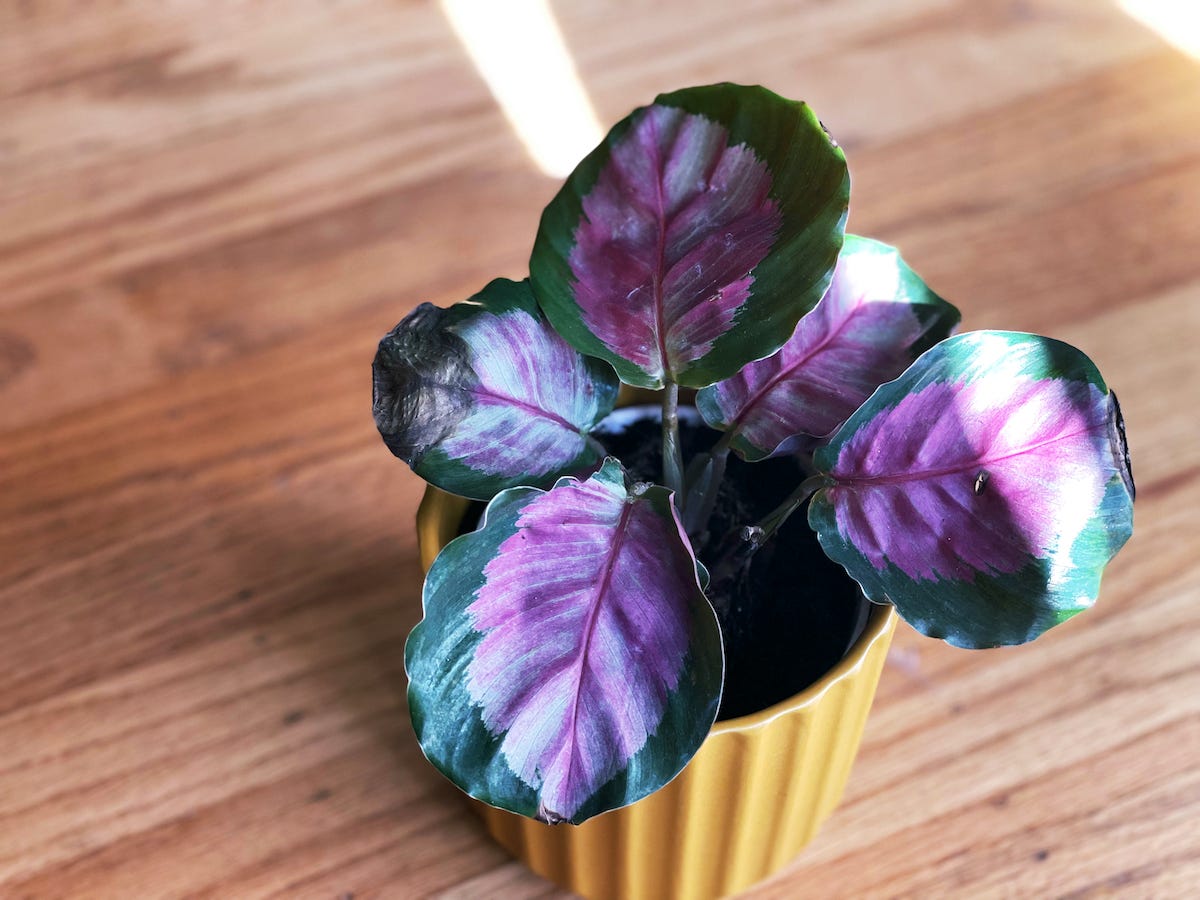 Angled photo of a calathea rosea-picta open, in a yellow pot. The leaves are ovular, fanned out, have a green border and purple oval center