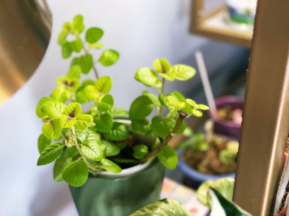 leaves growing on a small houseplant in a green pot