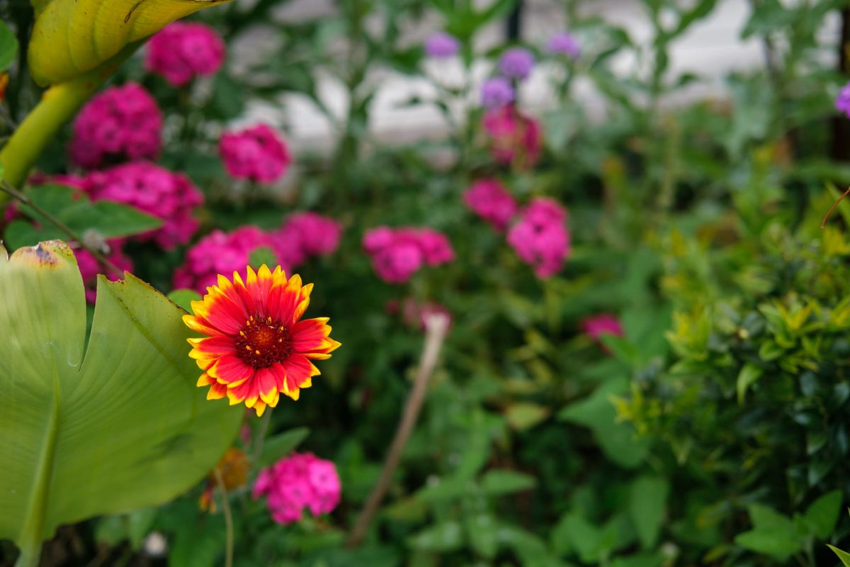 Photo Essay: Flowers & Japanese Tea Garden