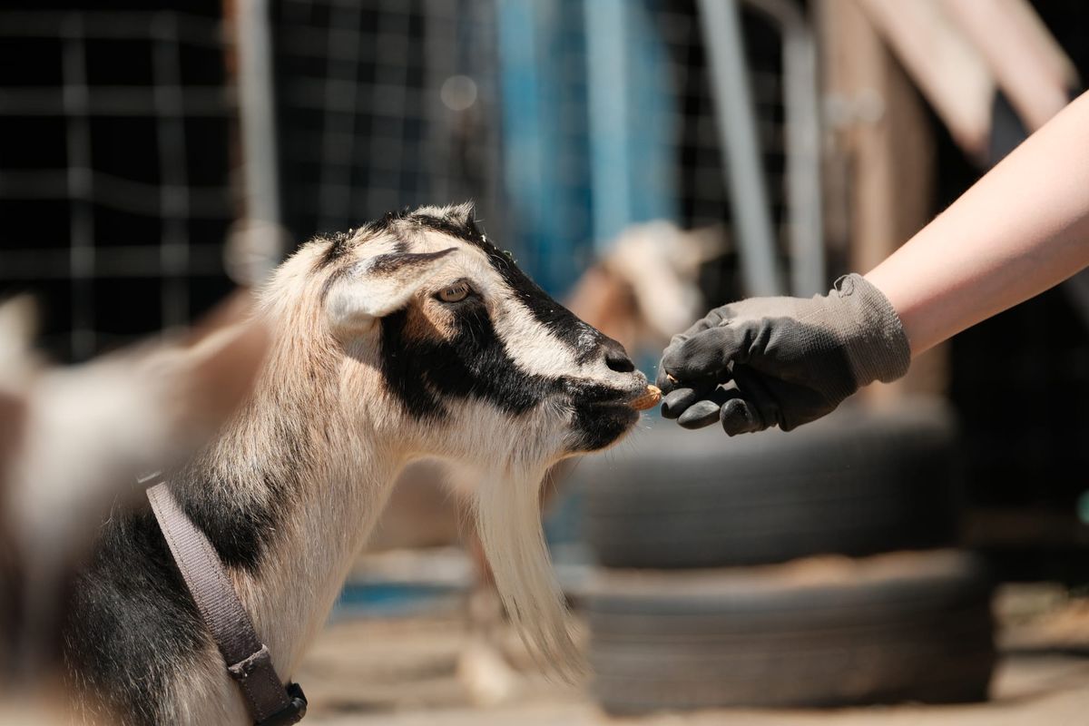 Filling my time with volunteer hours