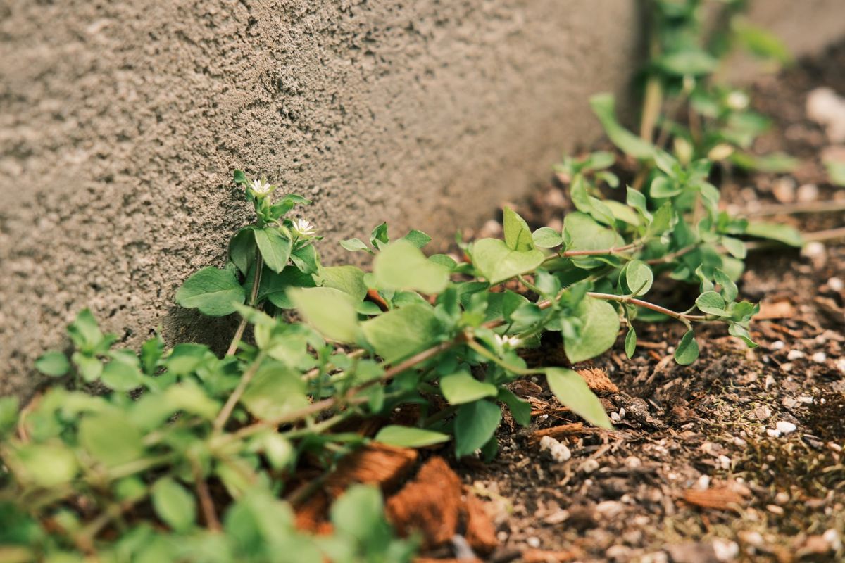 a crawling, vine-link plant with many leaves and tiny white flowers dotting along it