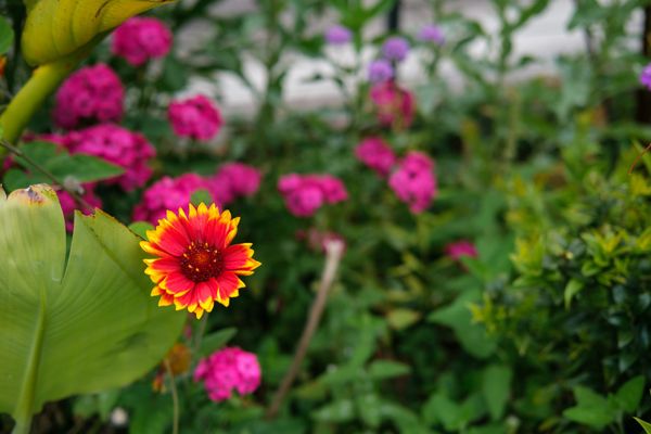 Photo Essay: Flowers & Japanese Tea Garden