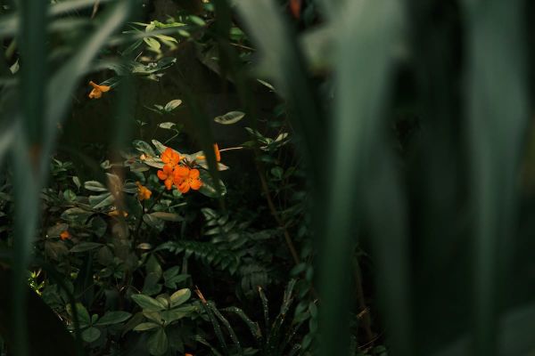 tanjennts letter no. 034