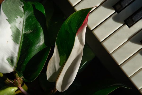 2026 Word of the year: Clarity