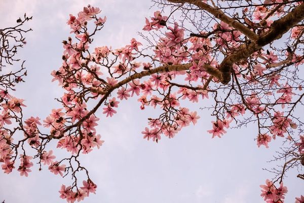 📸🌸 Photo Essay: Magnolias