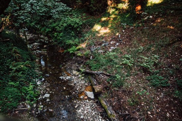 You can have some redwoods, as a treat