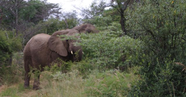 Elephant hiding