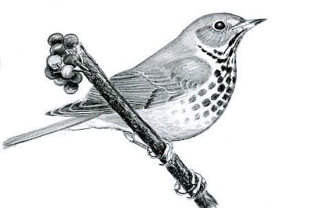Flight of the Hermit Thrush
